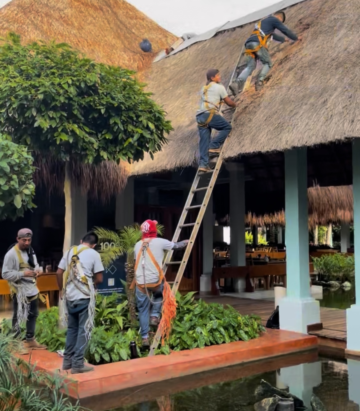 Palapa imagen 3
